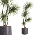 Garden Ornaments Featuring Tall And Short Green Slender Leafy Plants In Black Pots