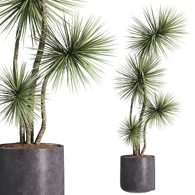 Garden Ornaments Featuring Tall And Short Green Slender Leafy Plants In Black Pots 3d model