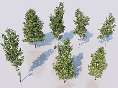 Birch Tree Landscape Tree Arbor Landscape Tree Courtyard Garden Tree Bird's Eye View Street Trees 3d model