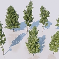 Birch Tree Landscape Tree Arbor Landscape Tree Courtyard Garden Tree Bird's Eye View Street Trees 3d model