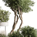 Potted Bonsai Plants With Green Foliage White Planters And Metal Stands Various Sizes