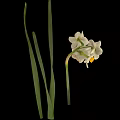 Cluster Of Daffodil Flowers With White Petals Yellow Centers Green Leaves On Black Background