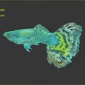 Colorful Guppy Fish Swimming With Vibrant Green Blue Yellow And Orange Tail Patterns