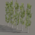 Five Tall Trees With White Trunks And Green Leaves Arranged In A Row