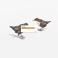 Two Brown And White Birds Standing On White Background Facing Each Other
