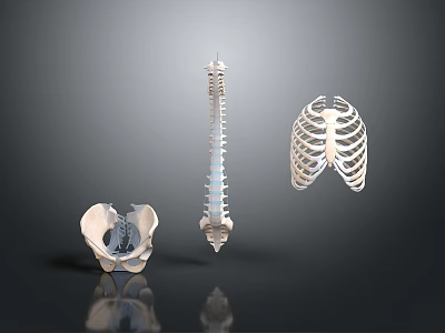 3D Human Skeleton Anatomical Model Featuring Pelvic Bone Spinal Column And Rib Cage 3d model