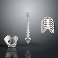 3D Human Skeleton Anatomical Model Featuring Pelvic Bone Spinal Column And Rib Cage 3d model