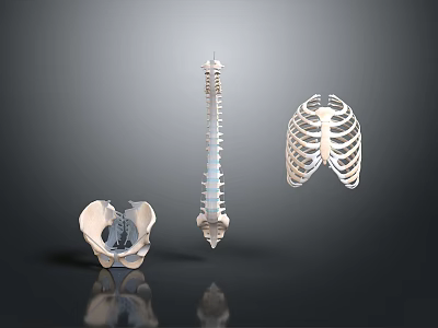 3D Human Skeleton Anatomical Model Featuring Pelvic Bone Spinal Column And Rib Cage 3d model
