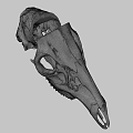 Animal Skull Detailed Skeletal Structure With Eye Socket And Teeth On Dark Background