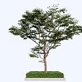 Tree Pit Design With Lush Tree Green Grass And Solid Concrete Base