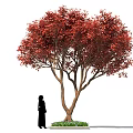 Ornamental Arbor With Lush Vibrant Red Leaves And Human Figure For Scale Decoration