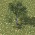 Kindergarten Natural Outdoor Play Area With Green Tree And Lush Grass Field