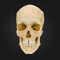Detailed Human Skull Model With Natural Bone Color On Black Background For Medical Education