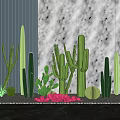 Cactus Succulent Bonsai Potted Plants with White Pebbles Pink Stones Gray Dark Striped Wall