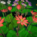 Vibrant Multicolored Garden Flowers With Lush Green Leaves Against Dark Green Backdrop
