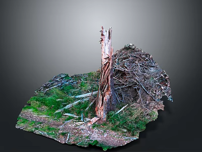 Natural Scene Featuring Tree Stump With Green Moss And Dead Branches 3d model