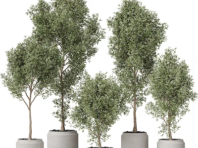 Potted Olive Trees Of Various Sizes In White Pots For Indoor Decor 3d model