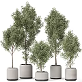 Potted Olive Trees Of Various Sizes In White Pots For Indoor Decor