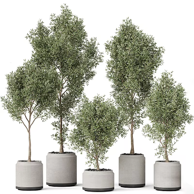 Potted Olive Trees Of Various Sizes In White Pots For Indoor Decor 3d model