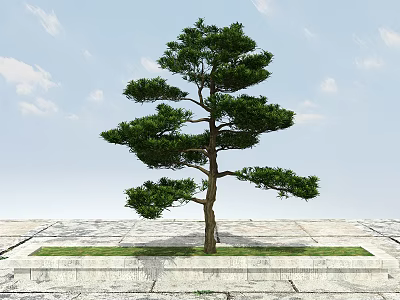 Modern trees have shapes of Luo Han Pine 3d model Modern trees have shapes of Luo Han Pine 3d model