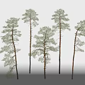 Tall Five Pine Trees with Brown Trunks and Green Canopies on White Background