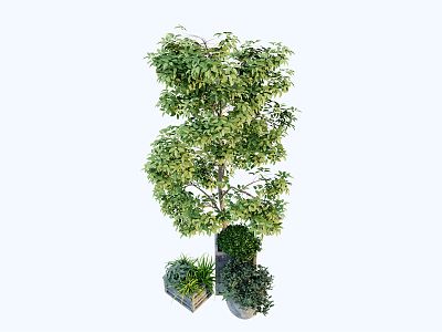 modern potted small tree potted plant model