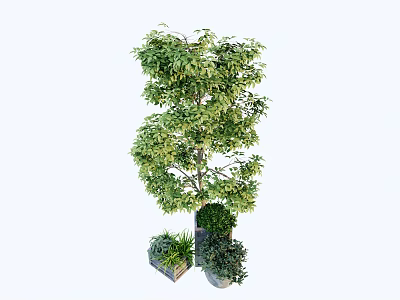 Lush Green Bonsai Potted Plants Display With Tall Plant And Small Decorative Planters 3d model