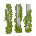 White Decorative Columns Covered With Lush Green Ivy Vines And Foliage