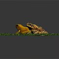 Two Frogs Of Different Colors Brown And Yellow Sitting On Green Grass