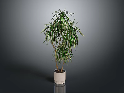 Decorative Green Plant With Long Slender Leaves And Yellow Stripes In White Pot 3d model
