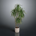 Decorative Green Plant With Long Slender Leaves And Yellow Stripes In White Pot