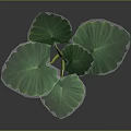 Tropical Plant With Large Green Leaves And Yellow Edges On Dark Background