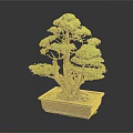 Bonsai Pine Tree with Lush Green Foliage Exposed Roots Artistically Shaped Branches in Rectangular Container
