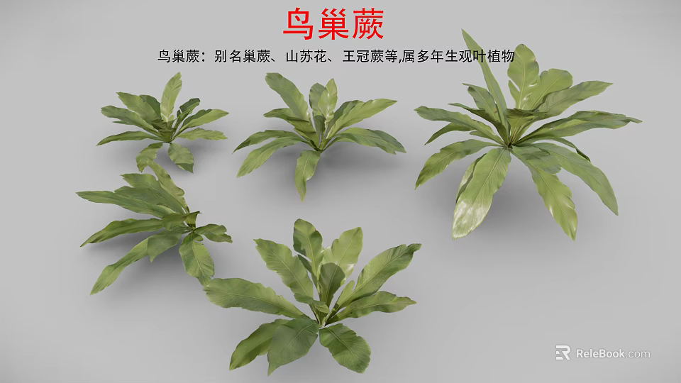 Birds And Nest Fern Perennial Ornamental Plant With Lush Green Leaves 3d model 