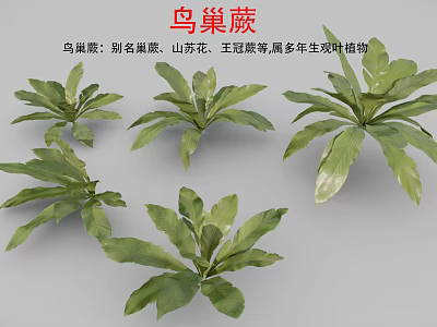 Birds And Nest Fern Perennial Ornamental Plant With Lush Green Leaves 3d model
