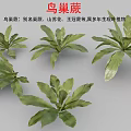 Birds And Nest Fern Perennial Ornamental Plant With Lush Green Leaves