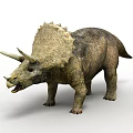 Triceratops Dinosaur With Three Horns And Frill Standing On White Background