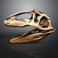 Prehistoric Dinosaur Skull Fossil With Detailed Skeletal Structure And Sharp Teeth