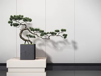 Bonsai Tree Curved Branches Green Pine In Gray Square Pot On White Platform White Wall 3d model