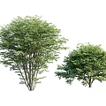 Different Green Leafy Shrubs with Various Natural Shapes and Foliage for Landscaping