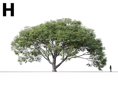 Tall Arbor With Lush Green Leaves Thick Trunk Small Figure On White Background 3d model