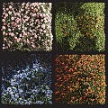 Decorative Colorful Living Plant Wall with Pink Green Blue Orange Flowers and Foliage