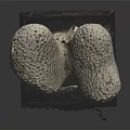 Gray White Porous Sculpture On Black Base With Wooden Edge Detail