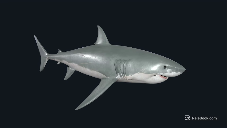 Great White Shark With Gray And White Body Swimming In Dark Background 3d model 