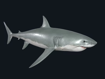 Great White Shark With Gray And White Body Swimming In Dark Background 3d model