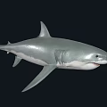 Great White Shark With Gray And White Body Swimming In Dark Background