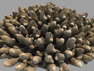 Aquatic Plant Coral Dense Brown Textured Structure In Underwater Marine Environment 3d model