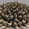 Aquatic Plant Coral Dense Brown Textured Structure In Underwater Marine Environment