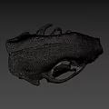Highly Detailed Animal Skull Anatomical Model From Sure Lab Scientific Research