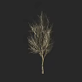 Leafless Arbor Tree with Thin Branches and Straight Trunk on Black Background 3d model
